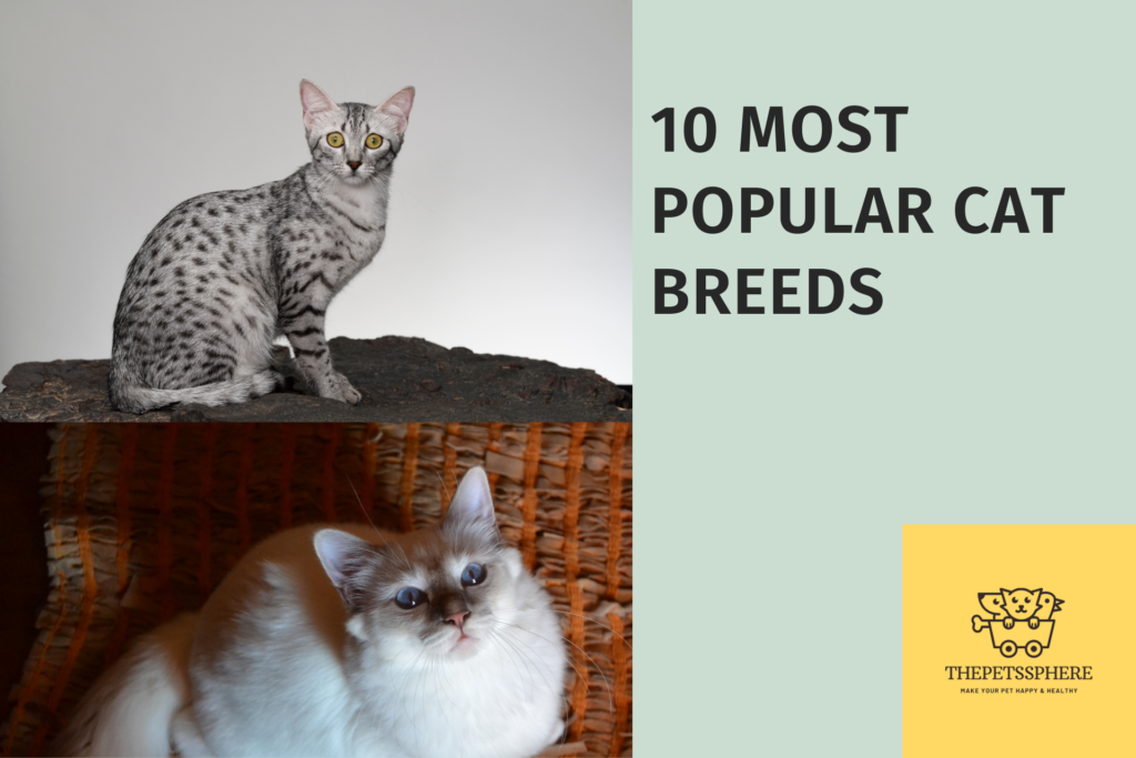 10 most popular cat breeds