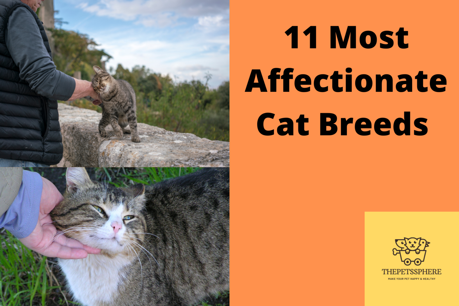 The 11 Most Affectionate Cat Breeds | The Pet's Sphere