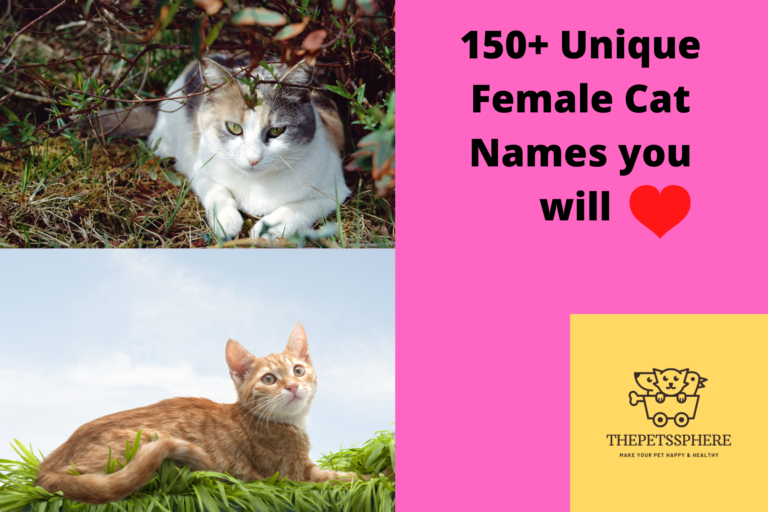 Unique Female Cat Names