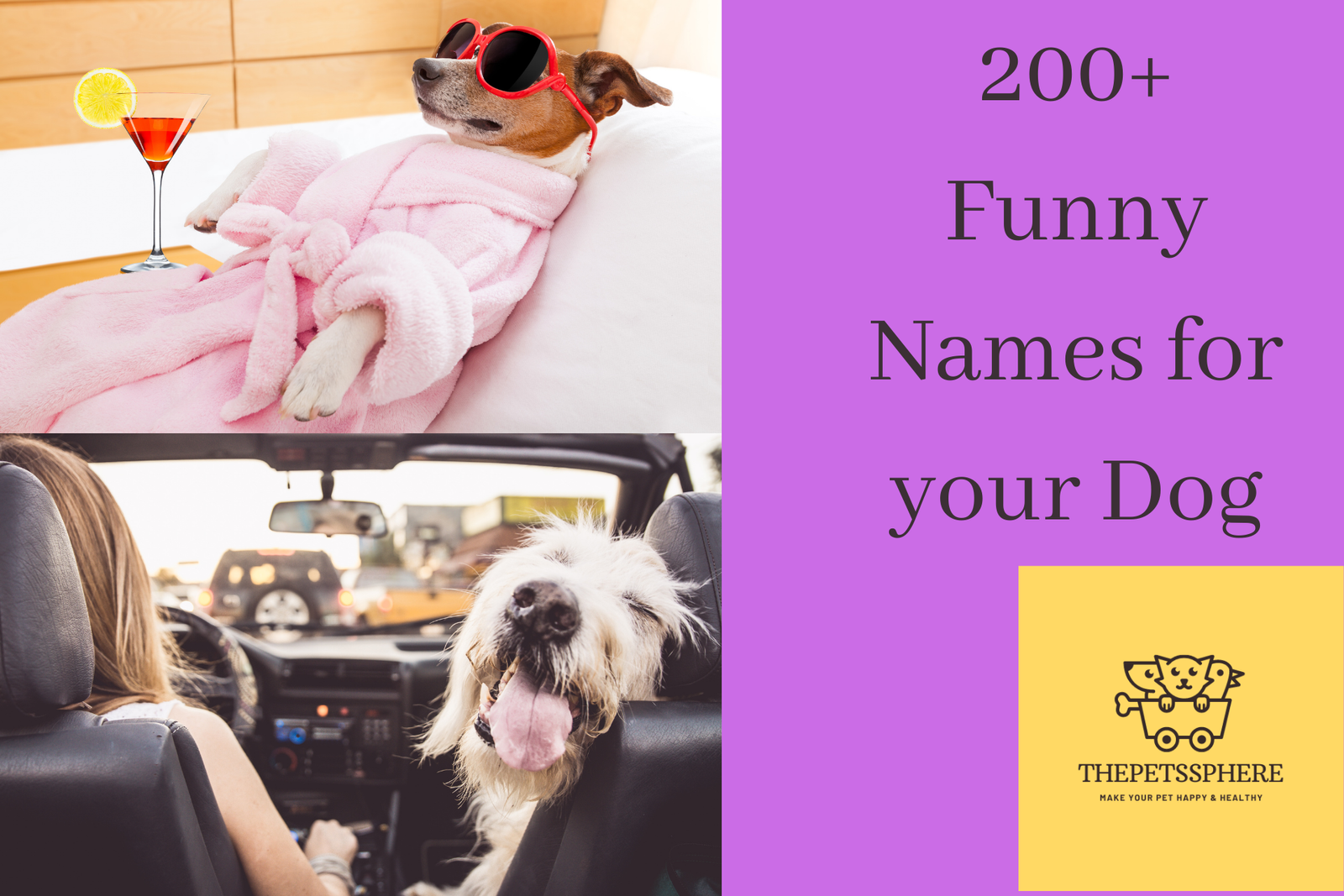 200 Funny Names For Your Dog 