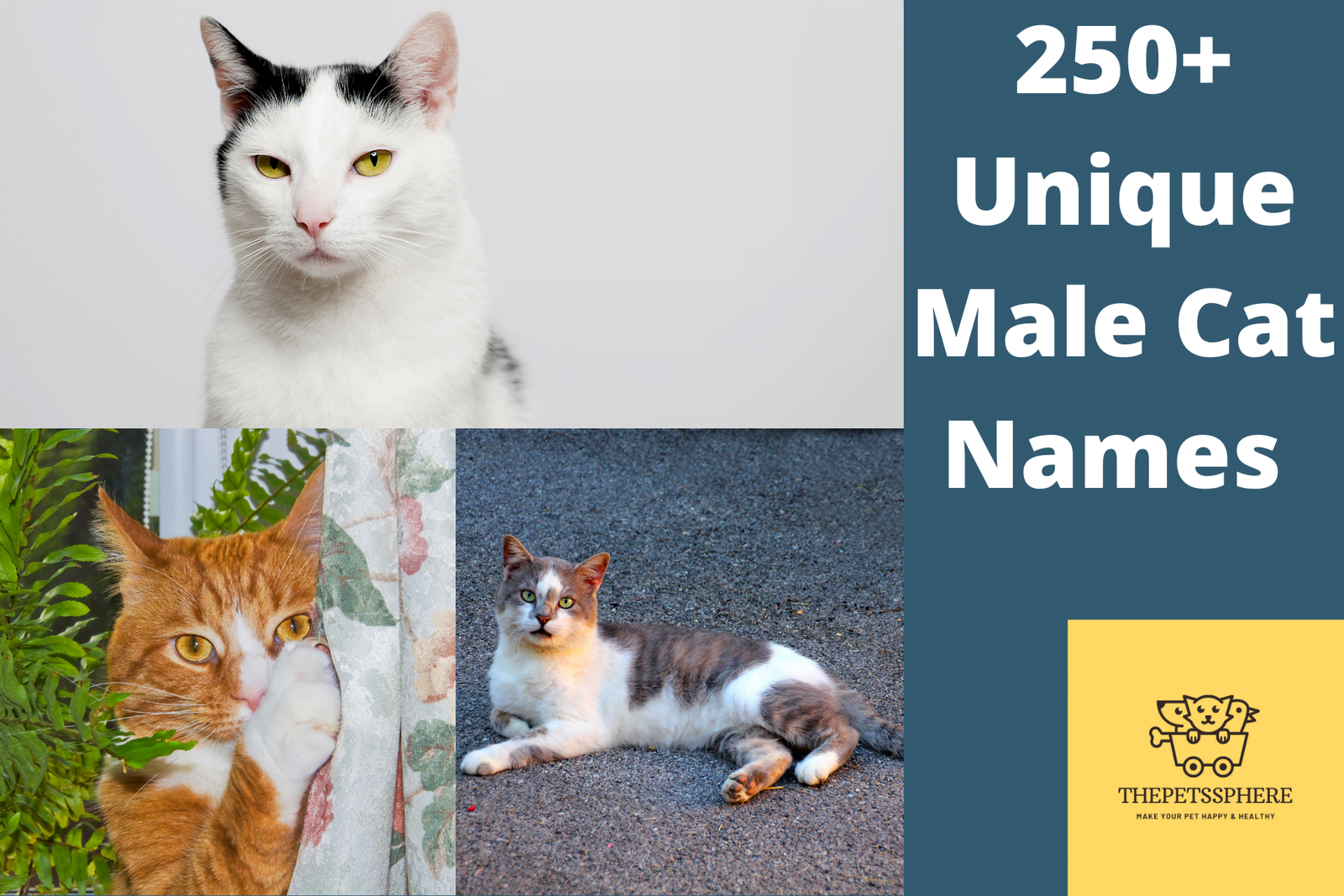 250 Unique Male Cat Names that You will Love: Best Boy Cat Names for