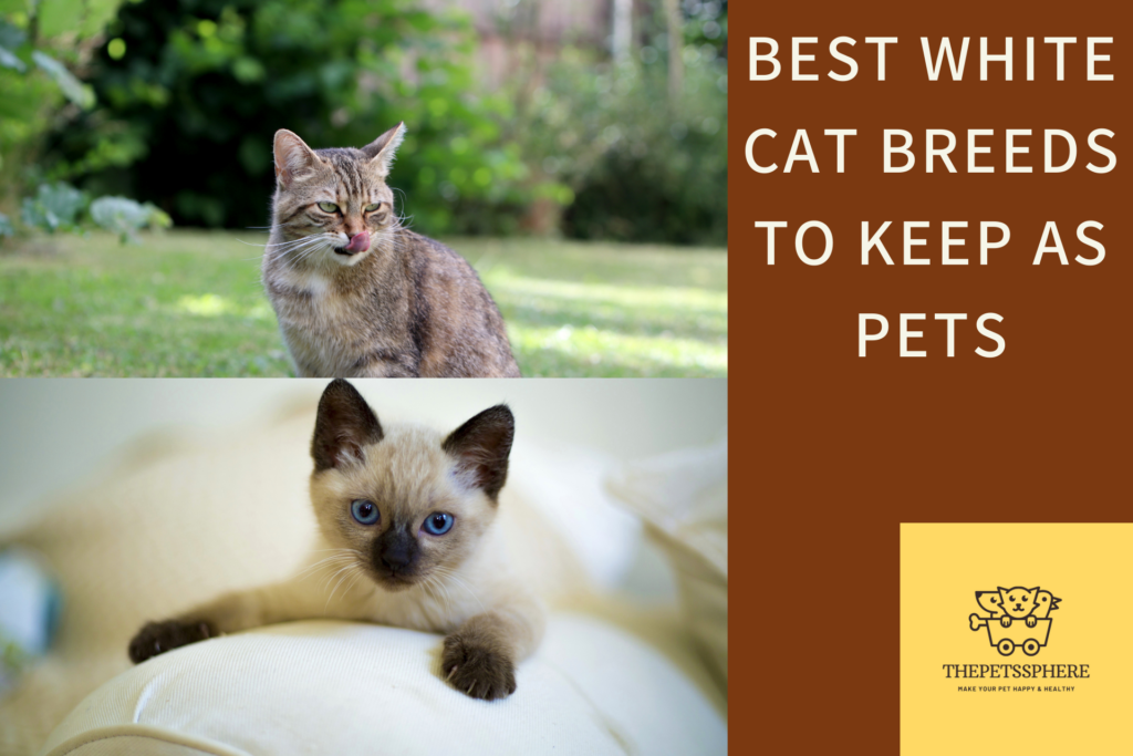 Best White Cat Breeds to Keep as Pets