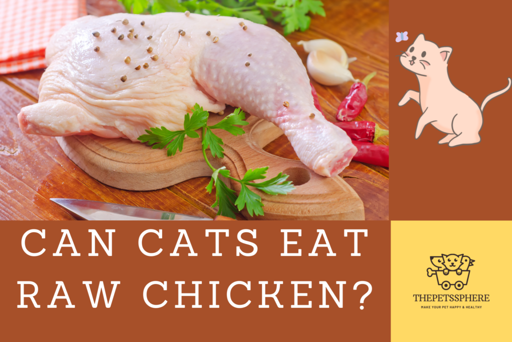 Can cats eat Raw Chicken