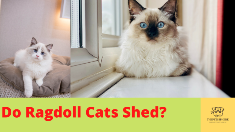 Do Ragdoll Cats Shed
