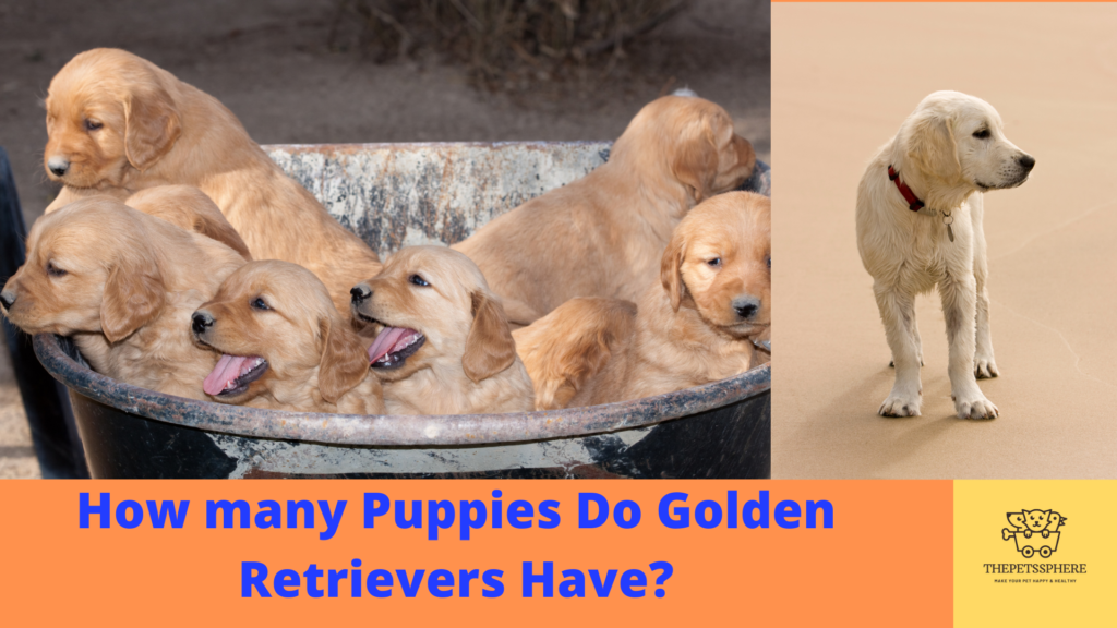 How many Puppies Do Golden Retrievers Have