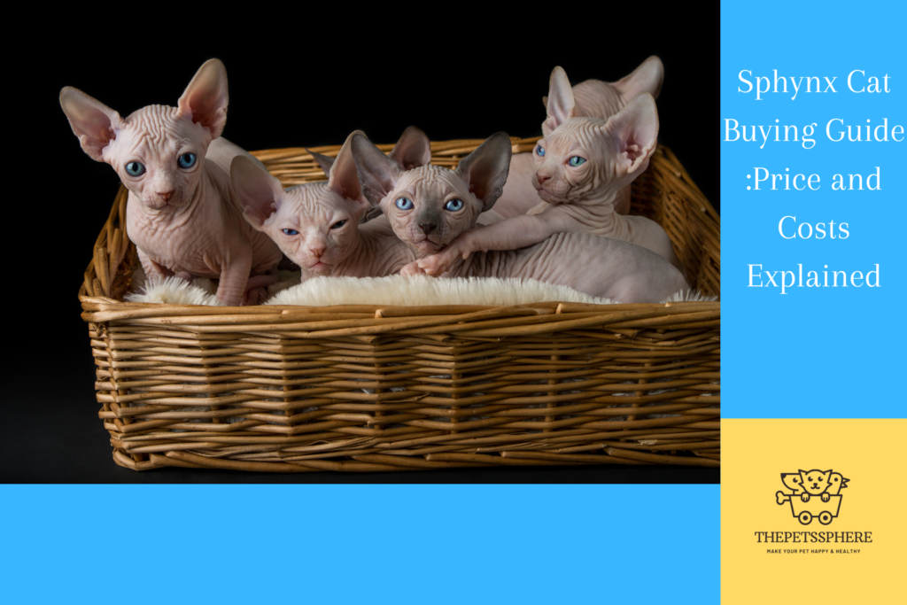 Sphynx Cat Buying Guide
