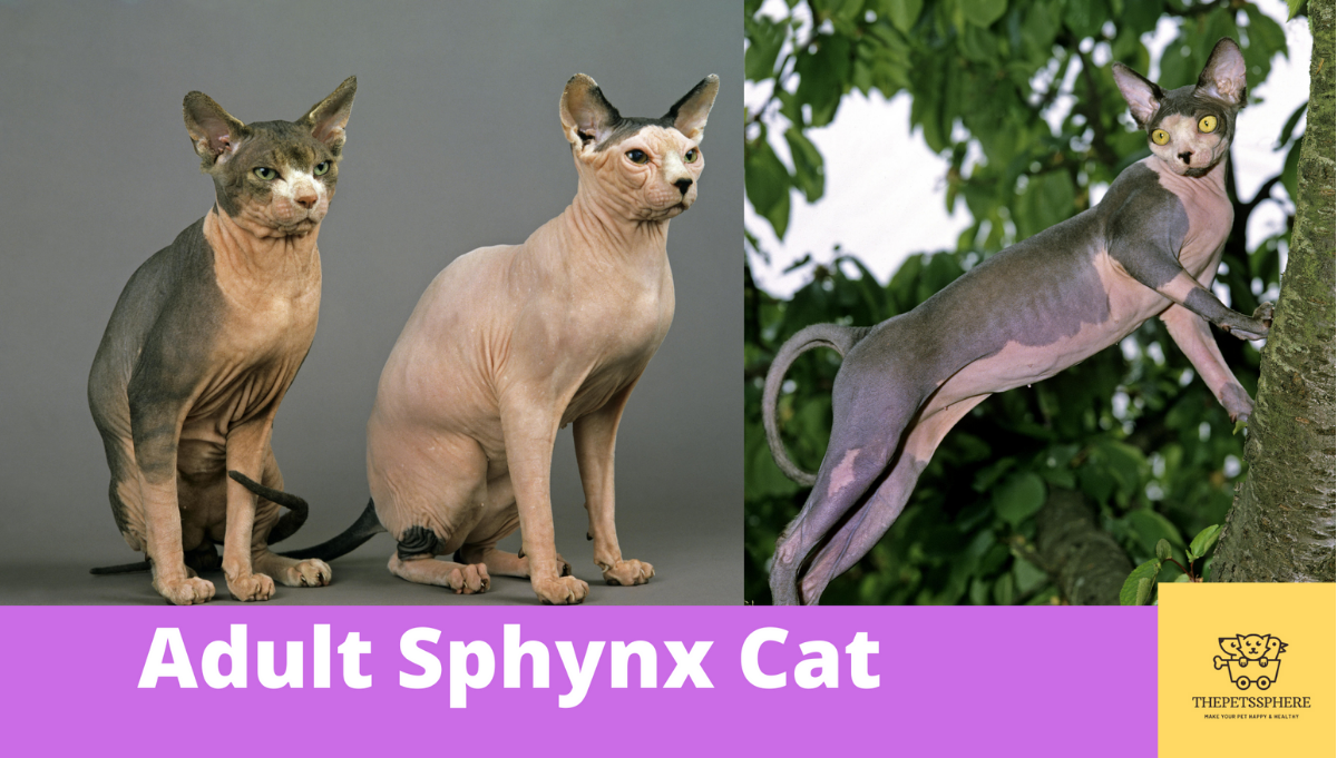 Sphynx Cat Buying Guide Price and Cost Explained The Pet's Sphere
