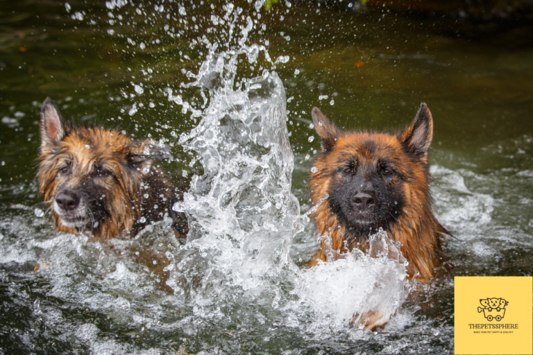 Pic of German Shepherds swimming in water