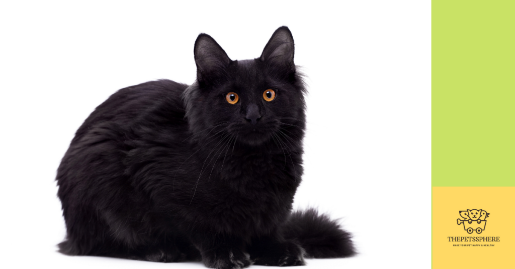 black maine coon cats photo