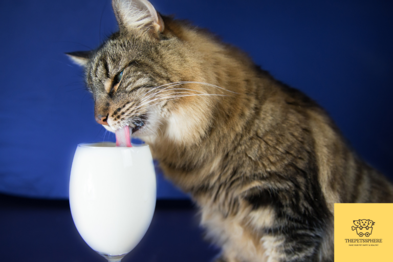pic of a cat drinking evaporated milk