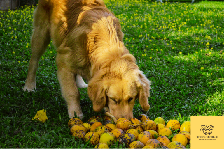 dogs eating mangoes