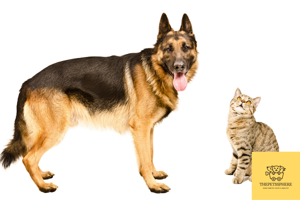 pic of german shepherds with cats