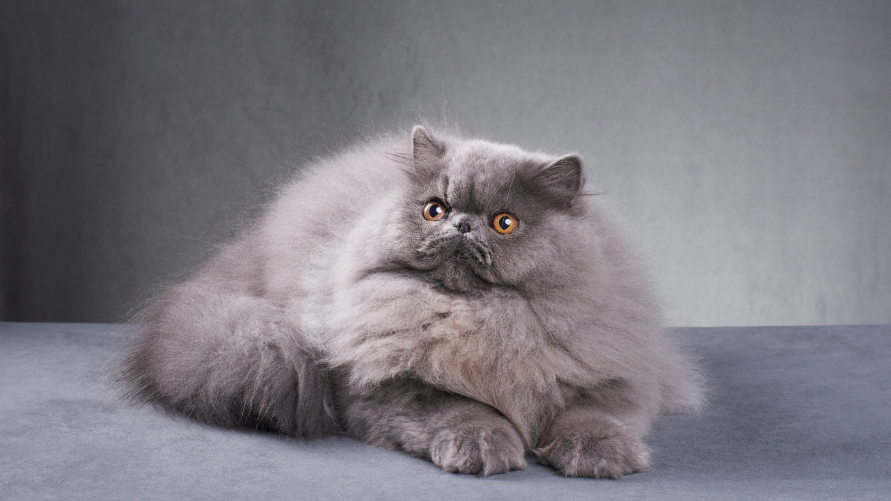 How long do Persian Cats Live? Everything You Need to Know as an Owner