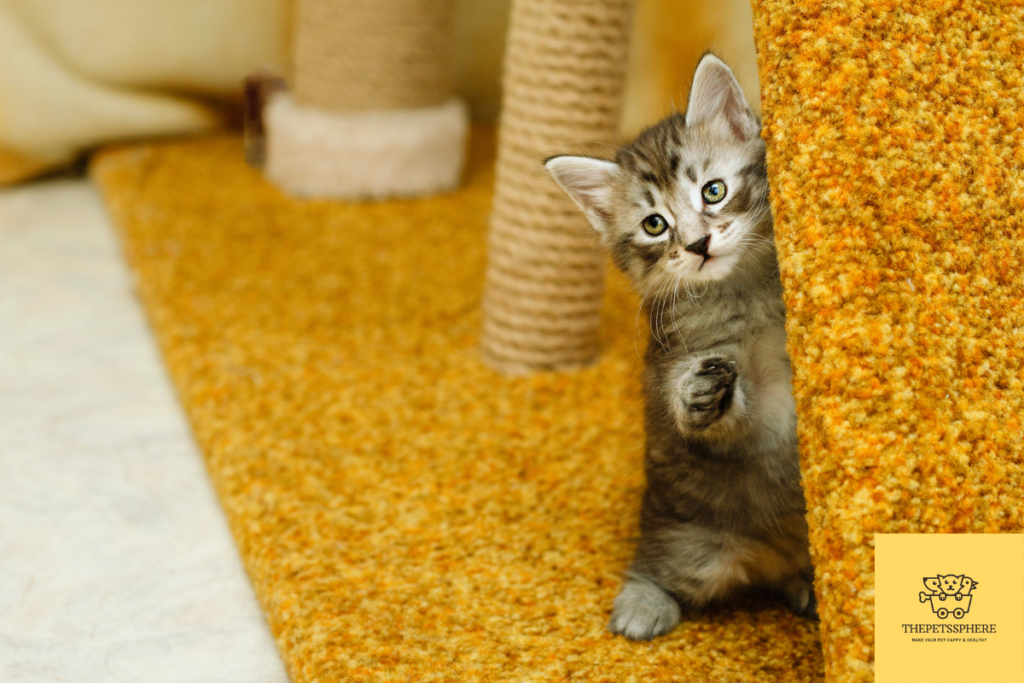 hiding kitten