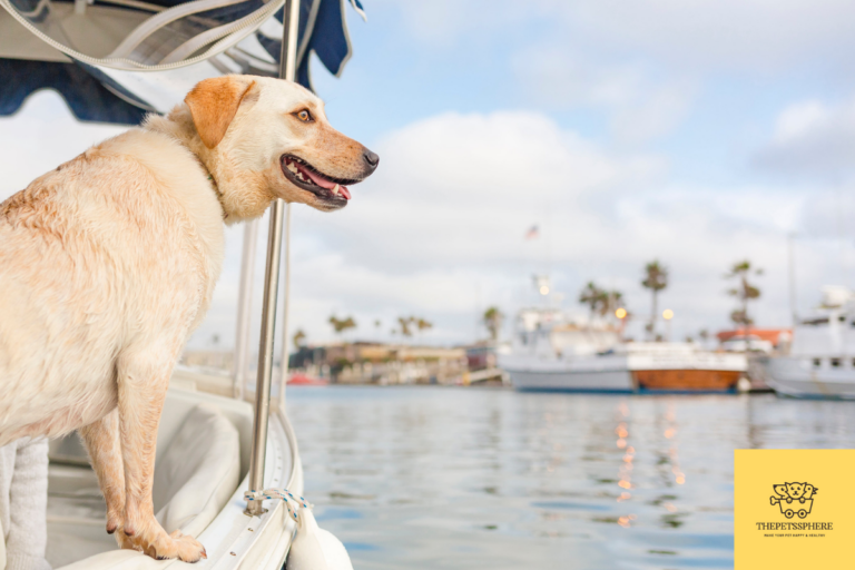 dog in a boat