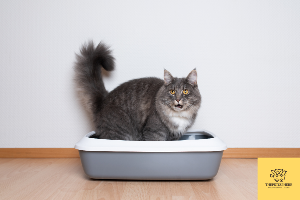 cats in a litter box