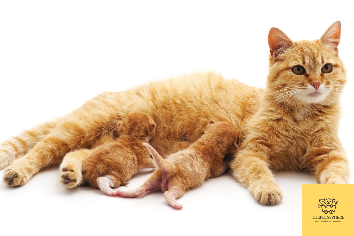 Why Do Cats Hide Their Kittens? Know the Shocking Truth The Pet's Sphere