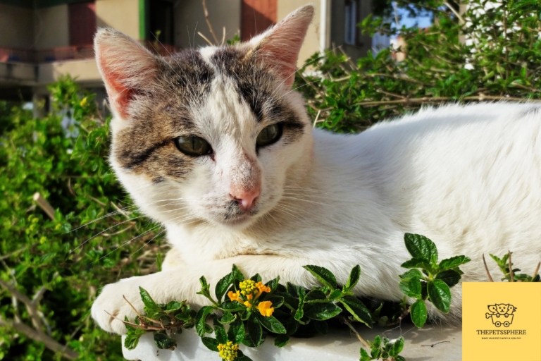 pic of a dying cat