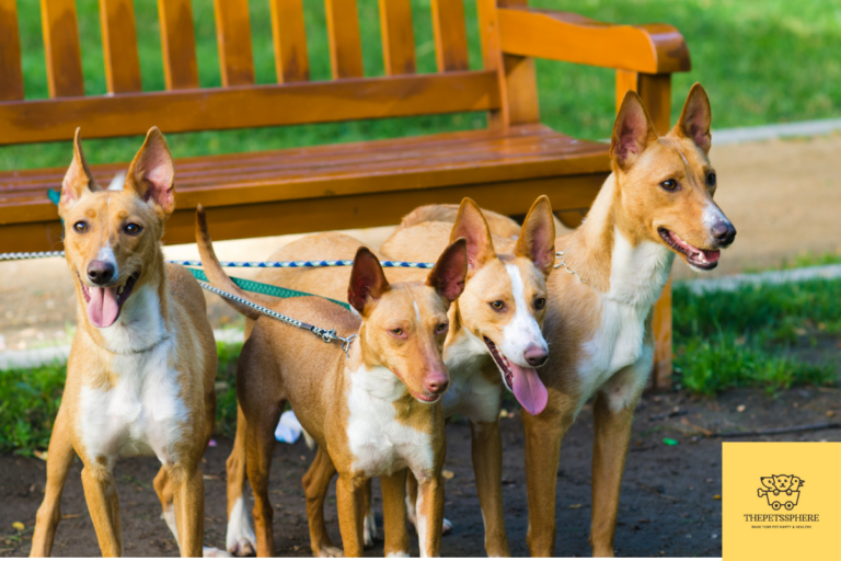 podenco canario breed