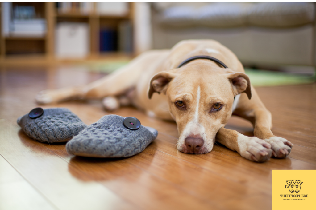 autism in dogs