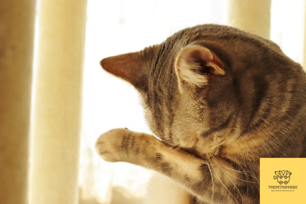 cats crying like babies