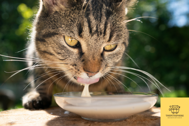 cats drinking chocolate milk