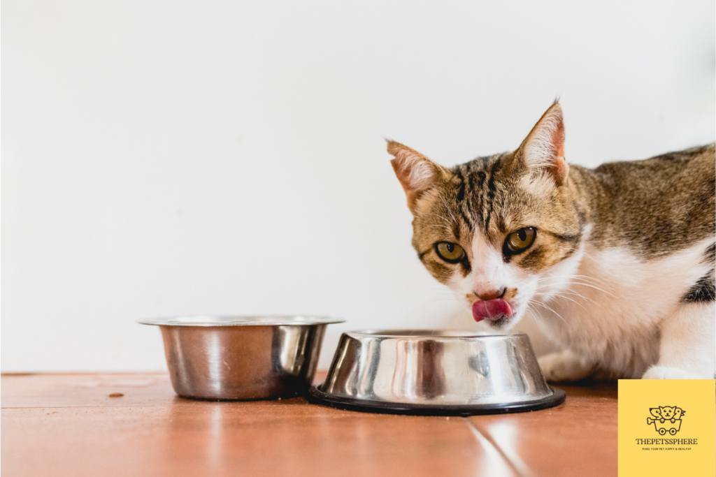 cat gagging while eating food