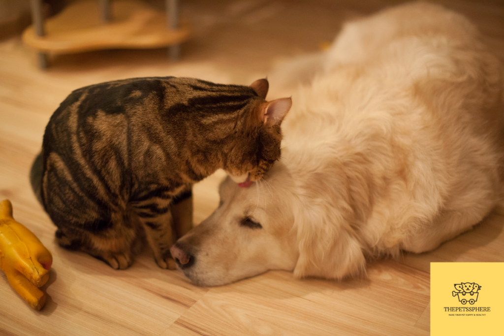cat licks dog