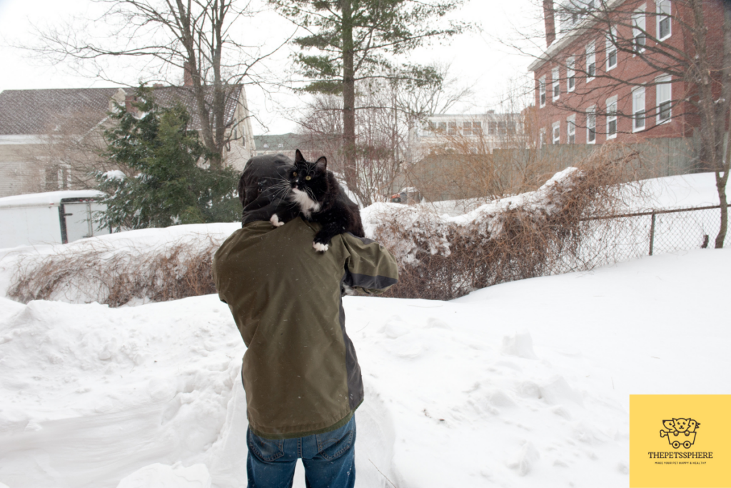 keeping your cat safe from snow blizzard