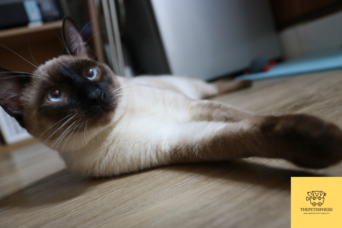 Why Do Siamese Cats Talk So Much? The Psychology of Chatty Felines The Pet's Sphere