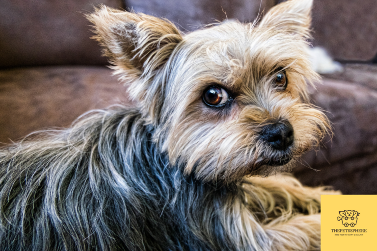 cute yorkshire terrier