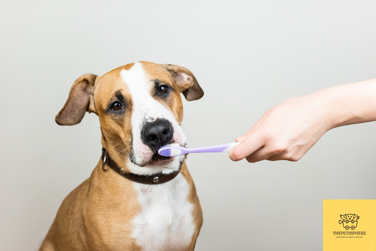 Image showcasing The Senior Dog Dental Care and Anesthesia: Everything You need to Know ...