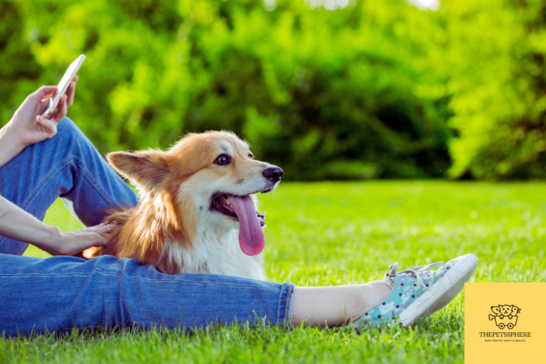 fluffy corgi