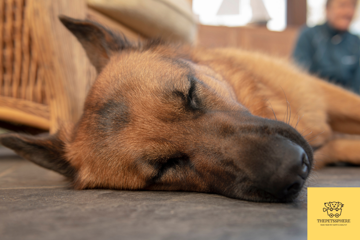 How Much Sleep Should A German Shepherd Have Explained