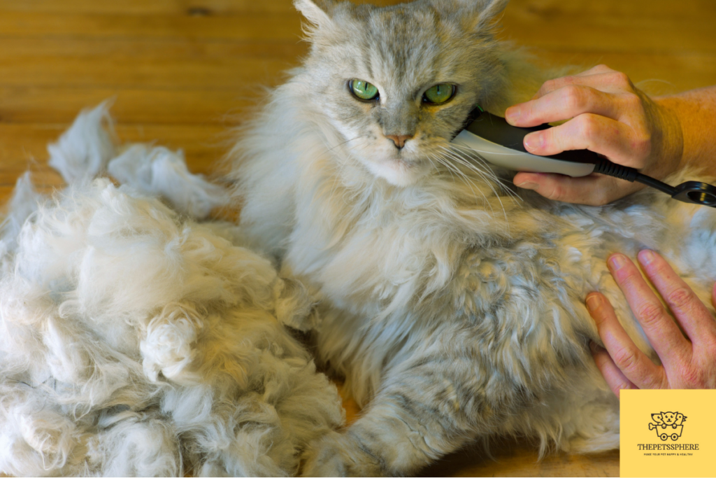 how-to-shave-a-long-haired-cat-follow-this-11-step-guide-the-pet-s