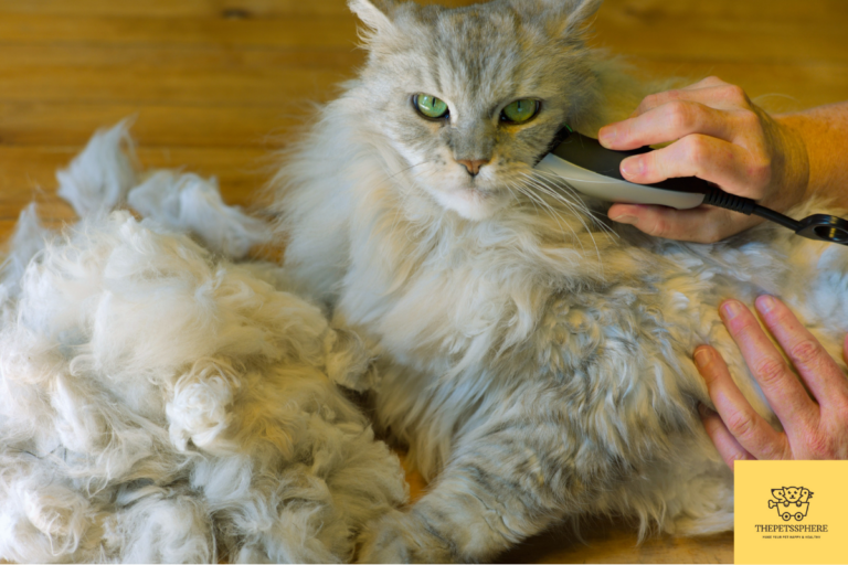shaving a long haired cat