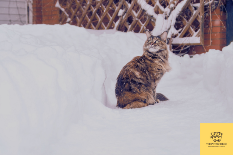 maine coon cat in snow