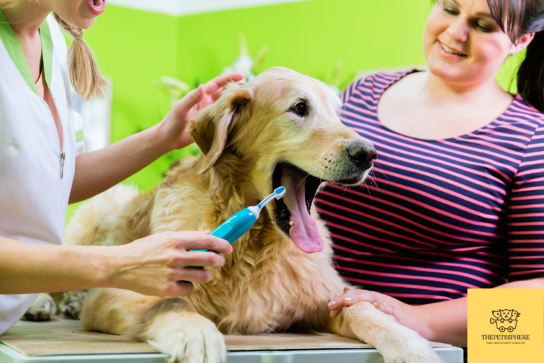 senior dog dental care