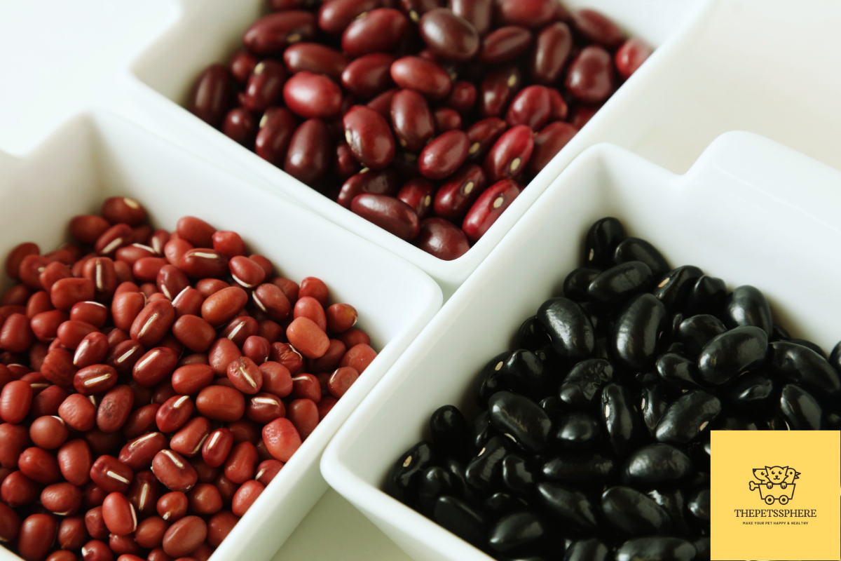 Can Cats Eat Beans? Explained with Facts The Pet's Sphere
