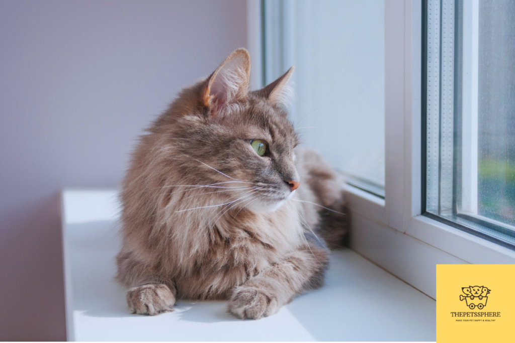 cat is looking at windows