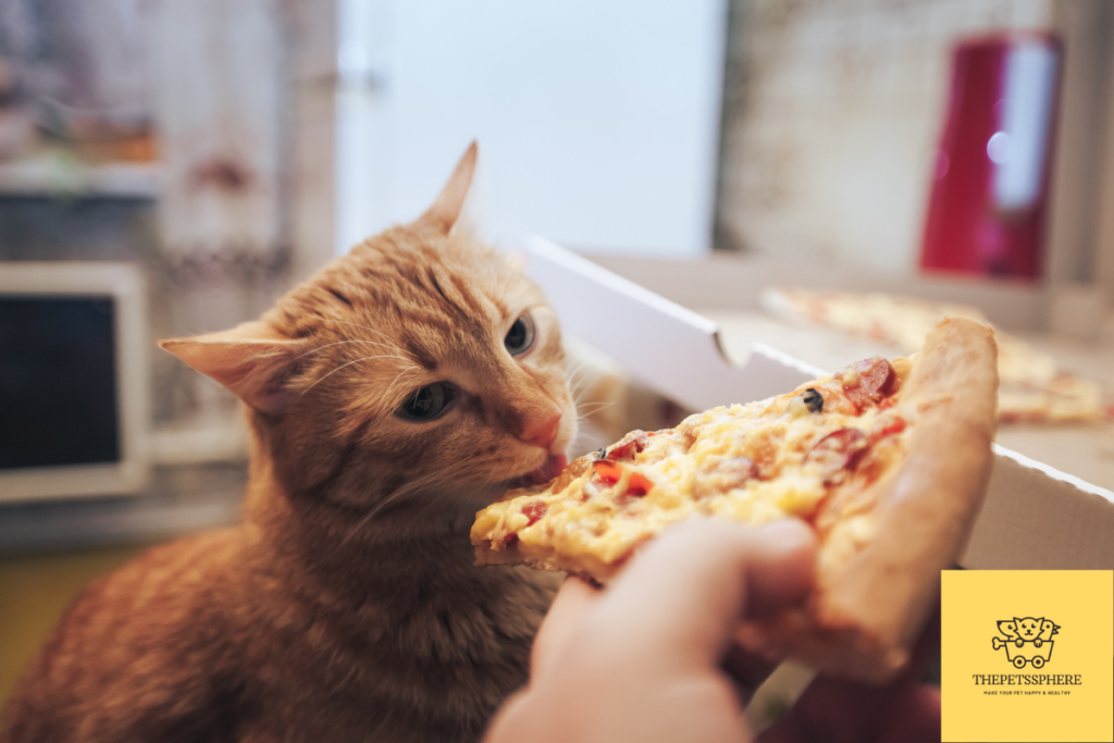 cat is eating pizza
