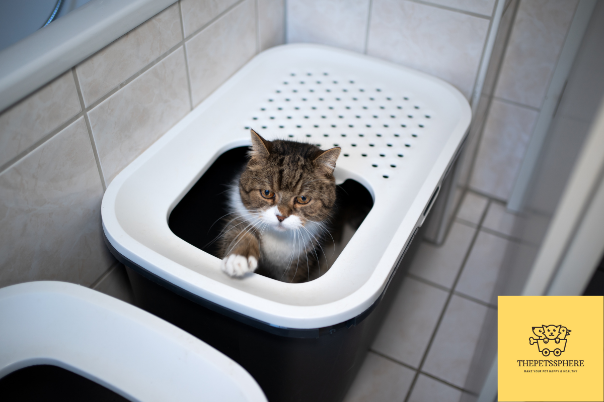 Why Do Cats Play in The Litter Box? Feline Behavior Explained The Pet