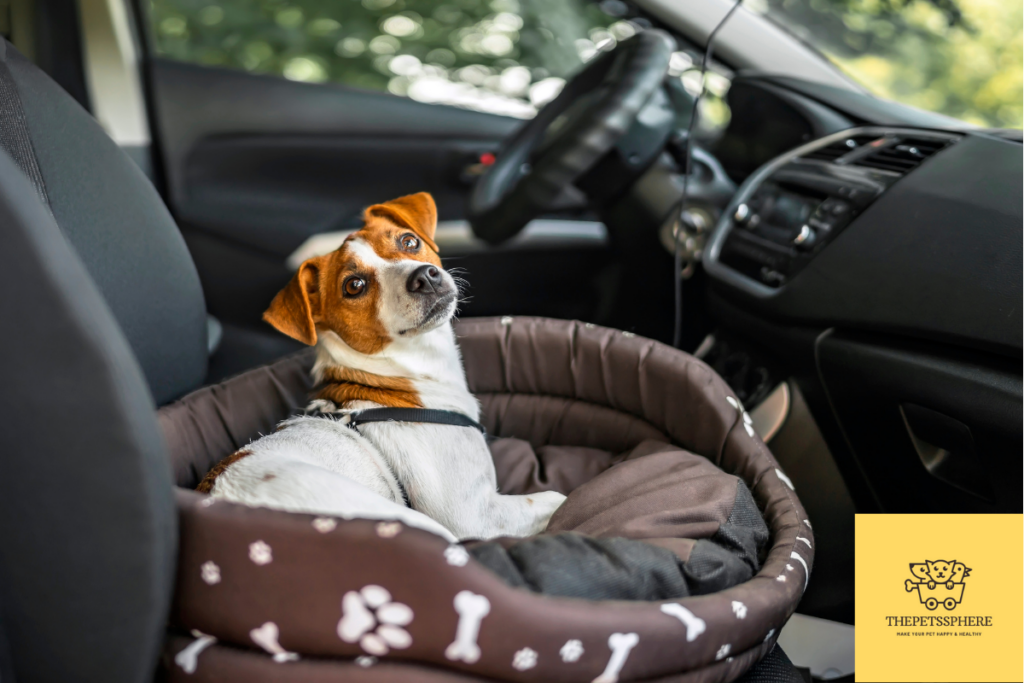 dog in car