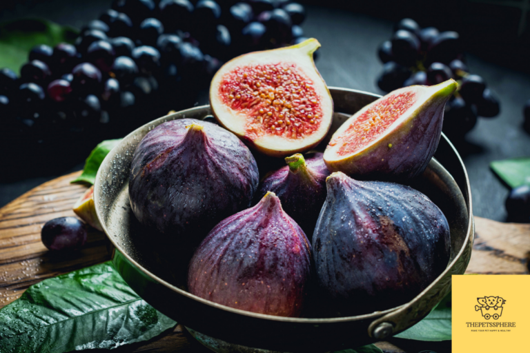 fresh fig fruit