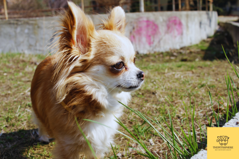 golden retriever chihuahua mix