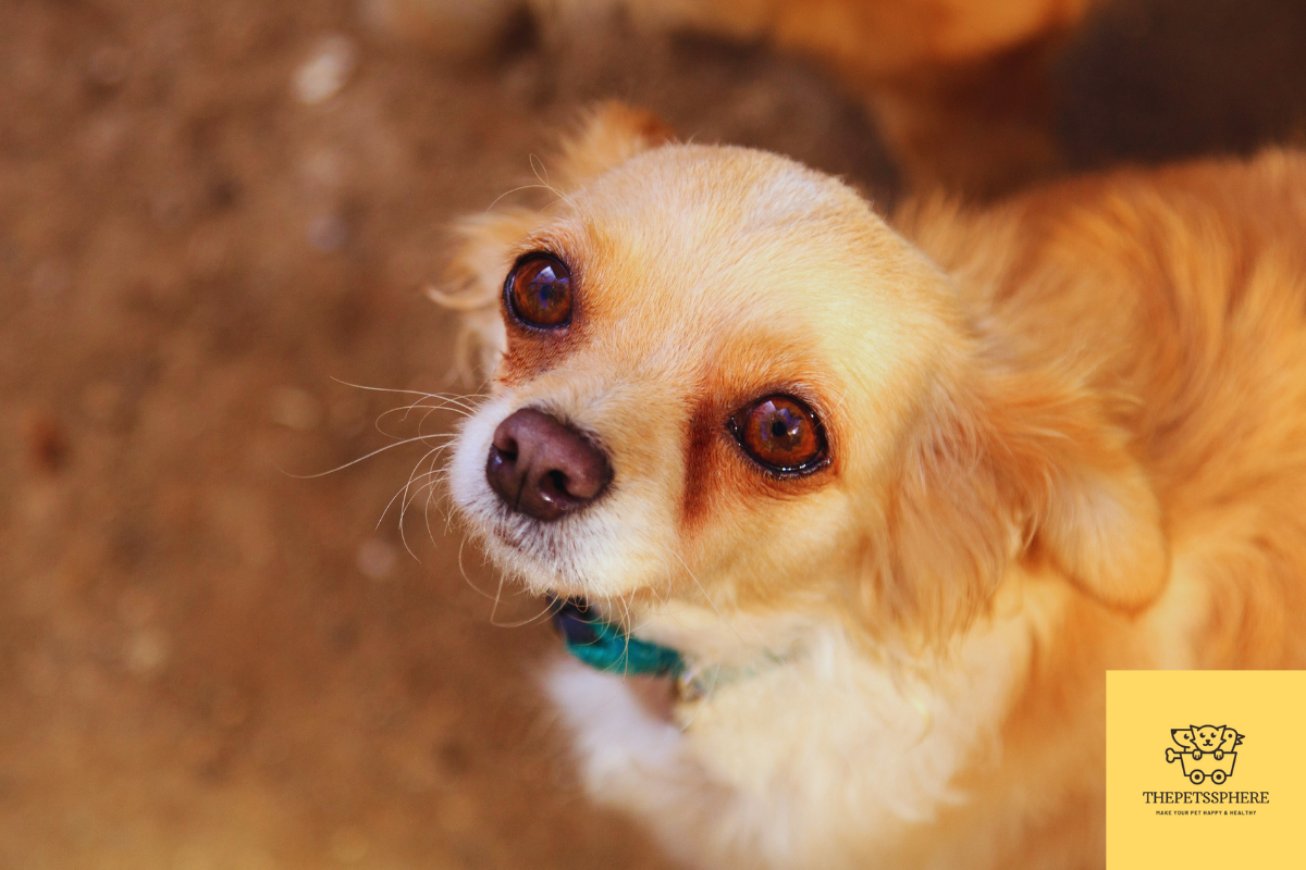 Golden Retriever Chihuahua Mix Breed Detailed Guide The Pet's Sphere