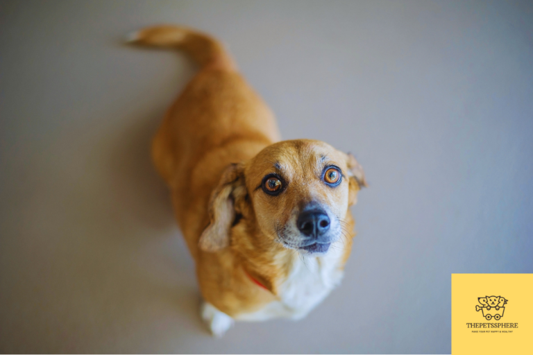 golden retriever dachshund mix