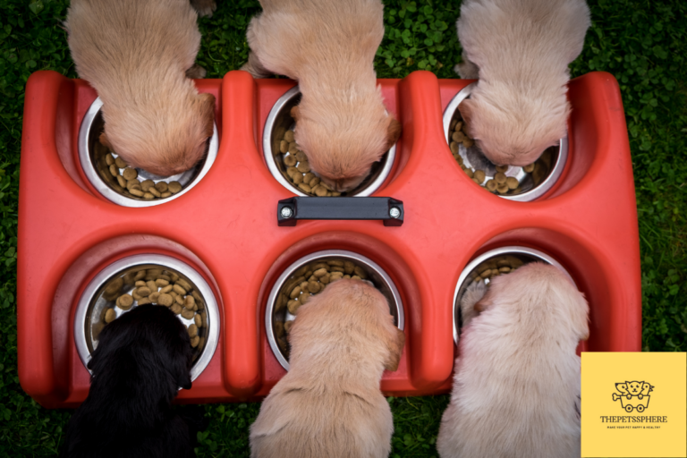 puppy feeding guide