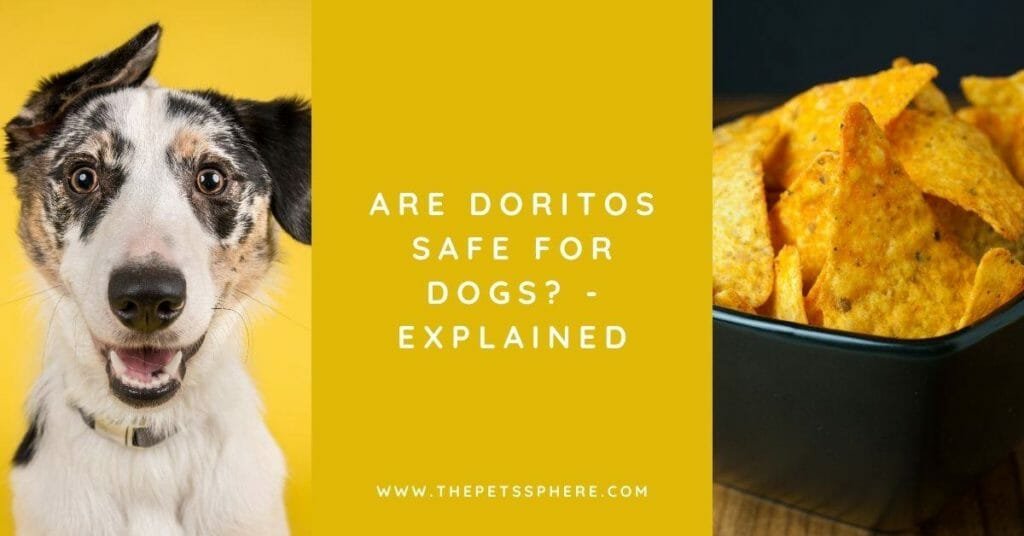 Are Doritos Safe for Dogs - Explained