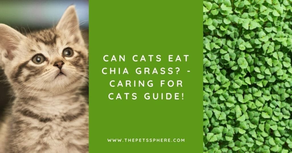 Can Cats Eat Chia Grass - Caring for Cats Guide!